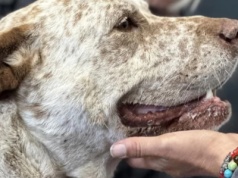 Pancho. Pies, który zmartwychwstał.