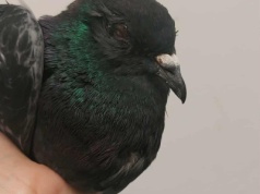 Gołąb z Warszawy trafił w bardzo złym stanie do Fundacji. "Zaczynamy walkę o jego życie"