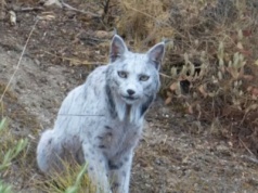 Naukowcy łapią się za głowy. Nikt wcześniej nie widział takiego rysia