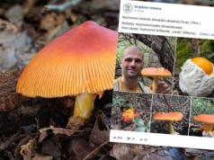 Znalazł grzyba, o którym krążą legendy. Cena? Do 600 zł za kg. "Jeden z najpiękniejszych"