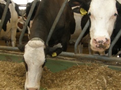 Czy spadające ceny mleka w skupie to skutek nadmiernego importu?