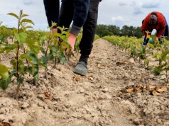 Nie tylko drzewka wiśni. Szkółkarze notują duży popyt na podkładki