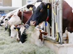 Przełom w ochronie zwierząt! Nowe przepisy ułatwią życie hodowcom i weterynarzom