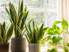 Ile zieleni w pomieszczeniu? Naukowcy: za dużo roślin może powodować stres