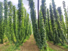 Najpierw tytoń, teraz chmiel. Kolejne uprawy, z których słynie Lubelszczyzna zagrożone bankructwem