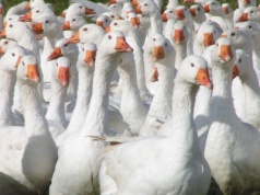 Gęś kołudzka z Kołudy Wielkiej na świętego Marcina