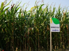 Nowe odmiany kukurydzy od Syngenty. Które dają najlepszy plon?