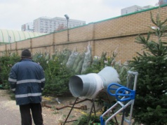 Markety kuszą choinkami za grosze. Można sobie popsuć święta