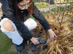 Jesienią ZRÓB TO w sadzie i ogrodzie. Jeden błąd zniszczy drzewa na wiosnę