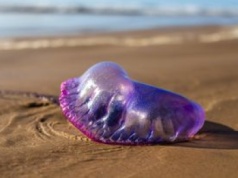 Są niebezpieczne. Odkryto nowy gatunek niezwykłego zwierzęcia