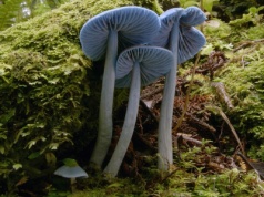 Niebieski grzyb w kolorze Smerfów. Występuje tylko w jednym kraju świata
