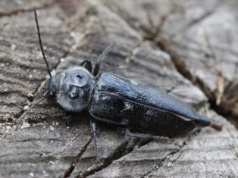 To cichy niszczyciel drewnianych domów. Jest gorszy nawet od korników