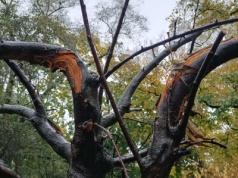 Zniszczone drzewa w Parku Krakowskim. Wandalizm uderza w miejską zieleń (ZDJĘCIA)