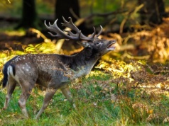 W polskich lasach w listopadzie słychać przerażające beczenie. O co chodzi?