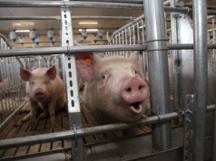 Rolników czeka ciężka zima. "Mamy 40 świń, a zarabiamy 1600 zł miesięcznie"