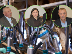 Rolnicy wybierają tańszą ocenę mleczną i zyskują dopłaty. E-OCENA rośnie w siłę