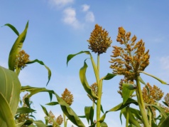 Sorgo na ziarno. Jak przebiegają żniwa?