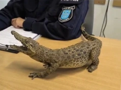 Chciała sprzedać aligatora. Teraz może trafić za kratki