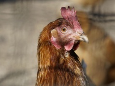 Kura na Grodzkiej w Krakowie! Niecodzienny gość w sklepie z pamiątkami