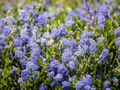 Jest jeszcze piękniejszy od hortensji i zalewa ogród niebieskimi kwiatami. Ja już posadziłam
