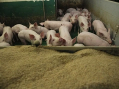 Rolnikom zostaje coraz mniej z tucznika. Jakie są ceny świń w Polsce?