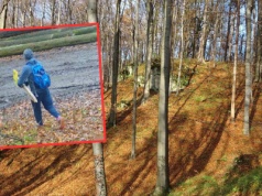 Lasy Państwowe pokazały nagranie z lasu. "To nie żart"