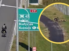 Jechał rowerem po S19. Niecodzienną przejażdżkę zakończył na pasie zieleni