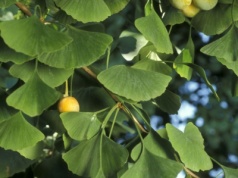 To drzewo jest "żywą skamieliną". Jego nasiona są jadalne i zdrowe