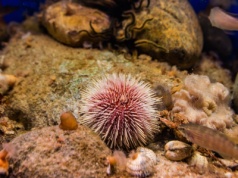 U tego gatunku "całe ciało pełni funkcję mózgu". Najnowsze odkrycie naukowców