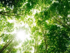 Jakość powietrza w Polsce w 2024 r. Widoczna poprawa, ale wyzwania pozostają