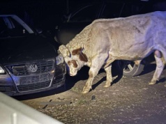 900 kg furii z rogami. Wieś w panice, gospodarza zabrała karetka