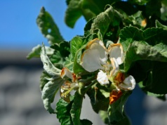 Wsparcie dla producentów owoców 2025 – projekt rozporządzenia RM i zasady pomocy ARiMR