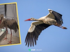 Przejechali 300 km, by uratować bociana. Ptak był oblepiony tajemniczą substancją