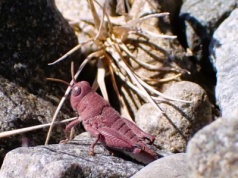Naukowcy przecierali oczy. Ta szarańcza zmutowała i jest różowa