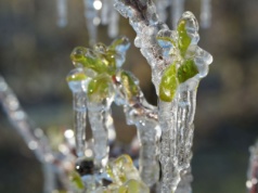 Pomoc po przymrozkach dla sadowników: czy rozporządzenie wymaga pilnej korekty?