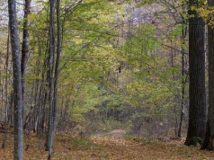 Wziął rower i pojechał na grzyby. "Spełnił się czarny scenariusz"