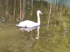 Łabędź niemy prawie stracił życie na ruchliwej drodze! Nagranie przeraża i wzrusza