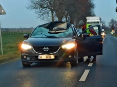 Droga Legnica - Złotoryja. Sarna spadła na samochód