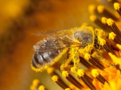 Pyłek pszczeli najdoskonalszy pokarm natury – działanie energetyczne