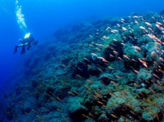 Wulkan Tajogaite: Morze La Palmy odradza się szybciej niż sądzono