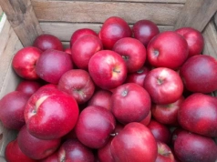 Jak rozpoznać choroby jabłek w przechowalni? Krótki przewodnik