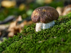 Rosną gęsto w polskich lasach. Mogą pomagać z kryminalnymi zagadkami