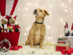 Paka dla zwierzaka! Bezdomniaki ze Świdnicy napisały listy do Mikołaja