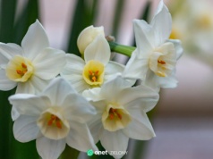 Ten kwiat pachnie jak pierniki. Zasadź teraz, a zakwitnie przed świętami