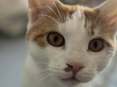 Nieśmiały rudy kocurek, który po trudnym początku szuka spokojnego domu