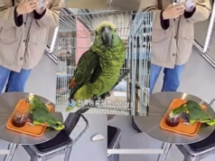Korea Południowa: policja interweniowała w sprawie papugi podpijającej kawę gościom kawiarni