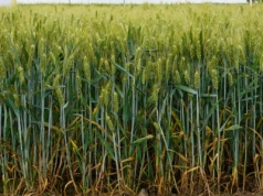 Rynek ekologiczny w Europie odbija po kryzysie. Popyt na żywność bio znów rośnie