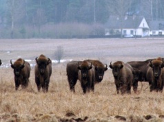 Niewłaściwe dokarmianie może im zaszkodzić. Leśnicy apelują