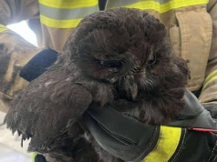 Przerażające odgłosy z wnętrza komina. Przyczyna – błąd w nawigacji