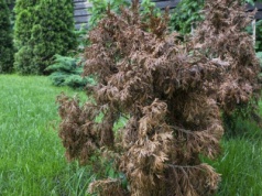 Dlaczego tuje brązowieją zimą? Wcale nie chodzi o mróz. O tym zapomina wielu ogrodników